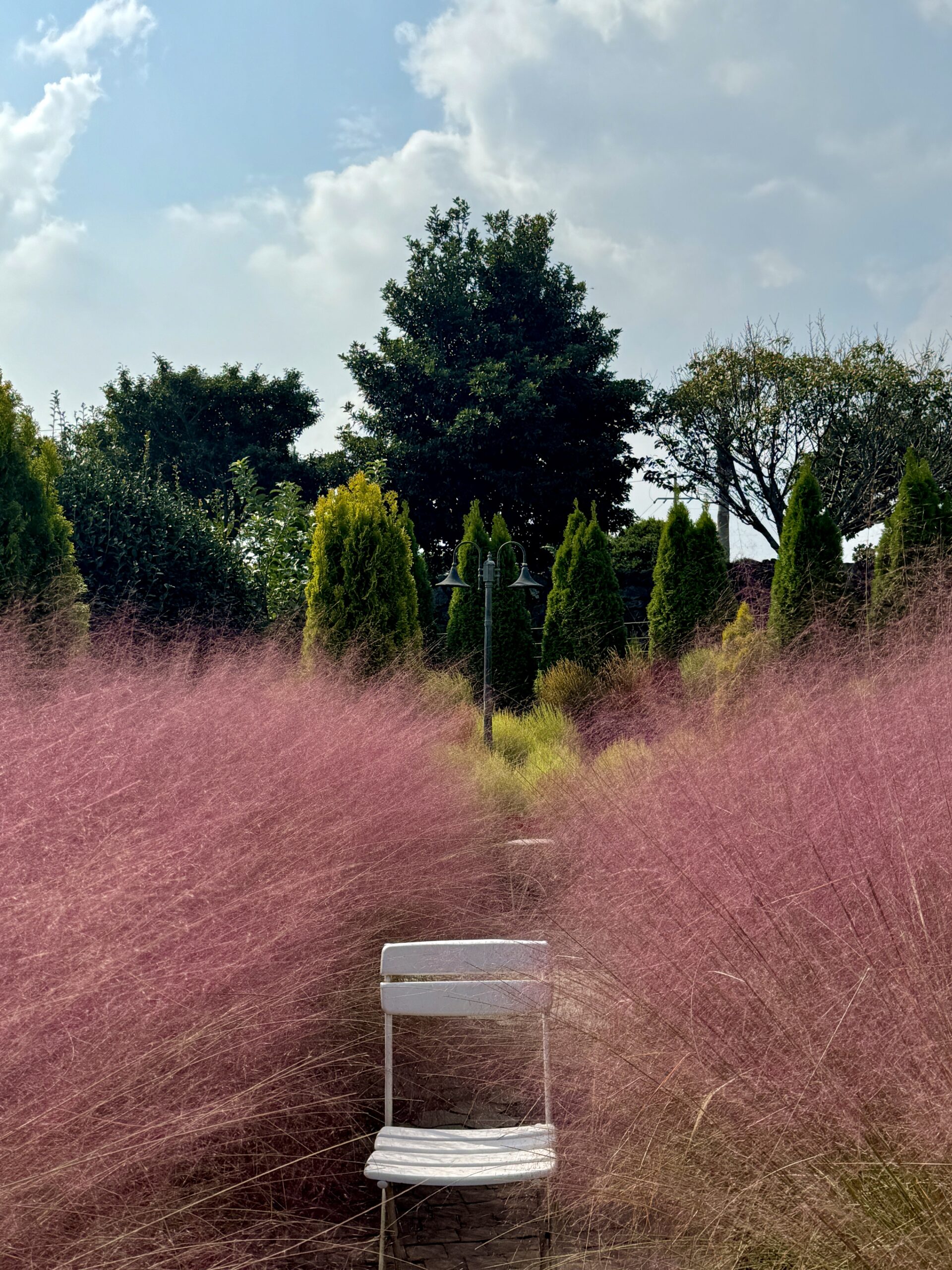 Manor Blanc: Stunning Garden Views, Pink Muhly, and Perfect Coffee in Jeju!