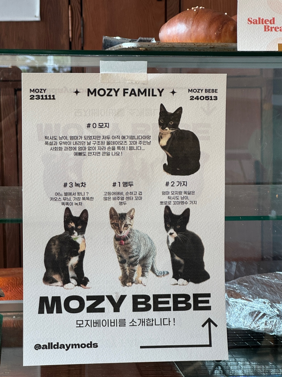 Cat cafe in quiet Jocheon, Jeju cafe recommendation All Day Mods