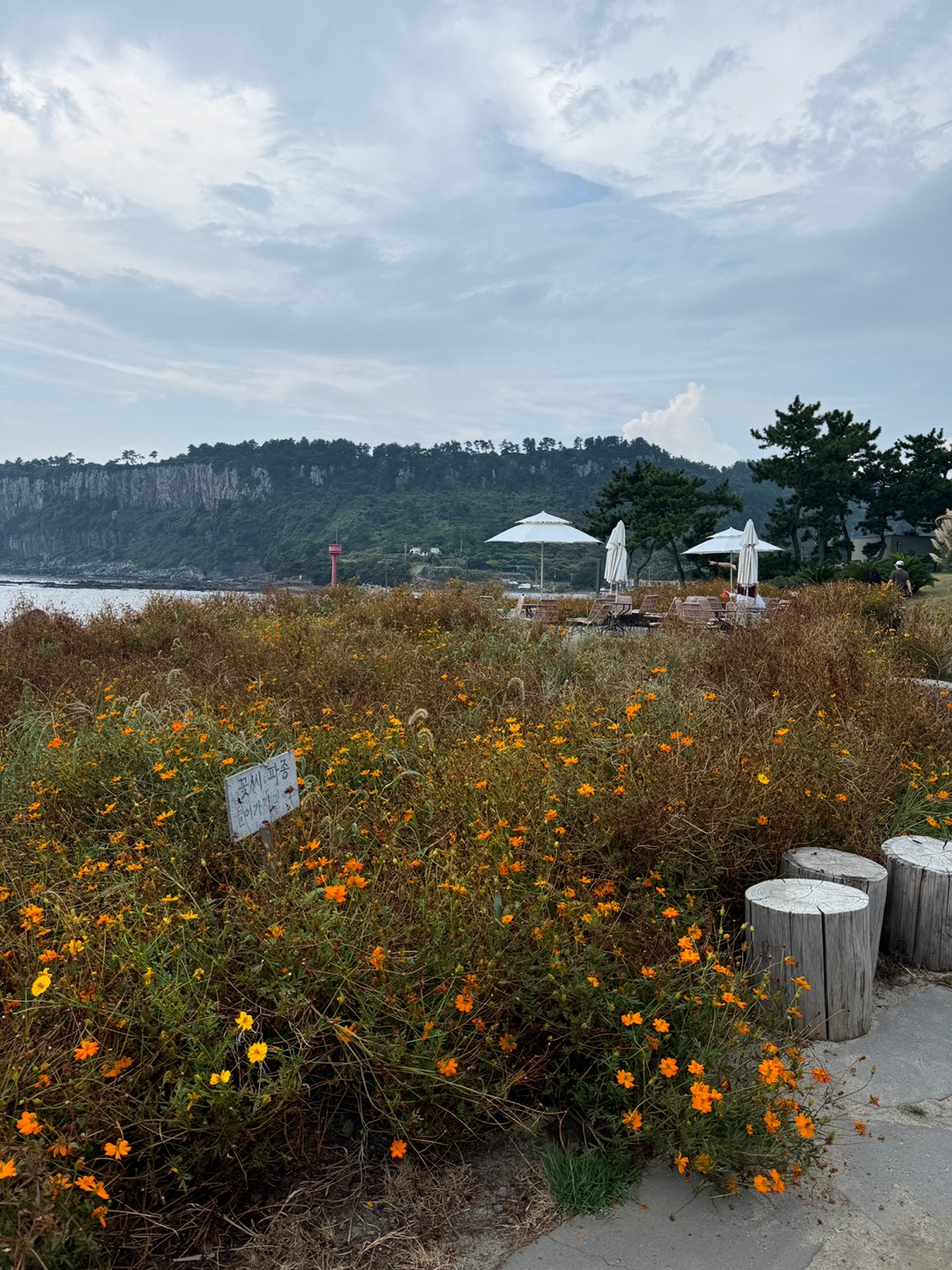 Be sure to stop by in spring and summer! Rape flowers and yellow cosmos Jeju Island hot spots
